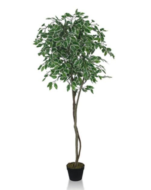 Artificial Ficus Tree for home and office decor