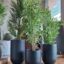 Shop matte black round planters made with premium FRP. Durable, stylish, and weather-resistant for indoor or outdoor use. Available at ArtaFlora.com.