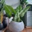 BHOOMI premium round planter with wide opening