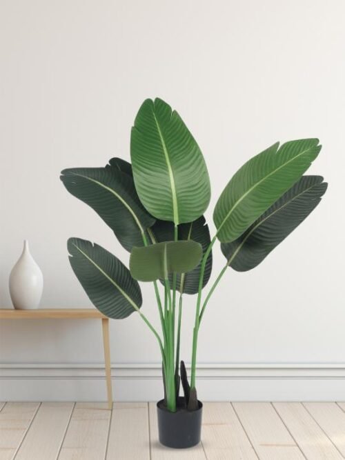 Decorative Banana Plant in Modern Living Room Setting