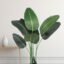 Decorative Banana Plant in Modern Living Room Setting