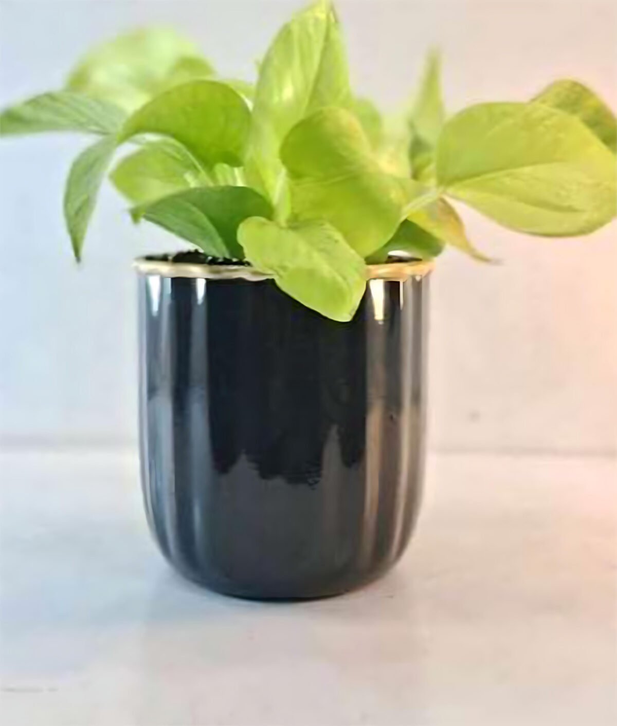 artflora