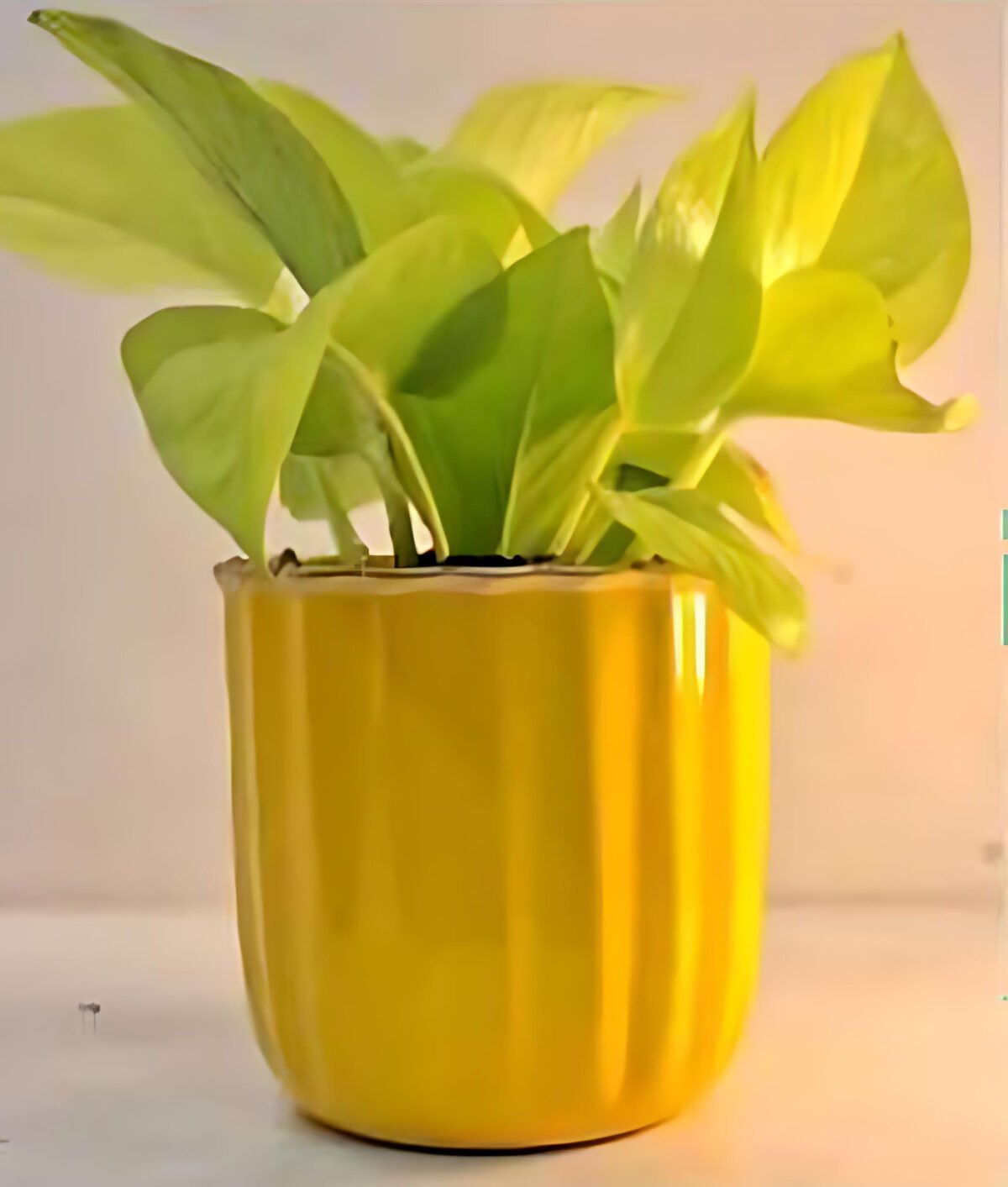 artflora