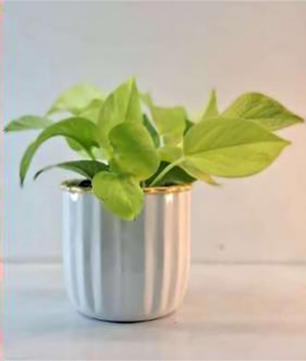 artflora