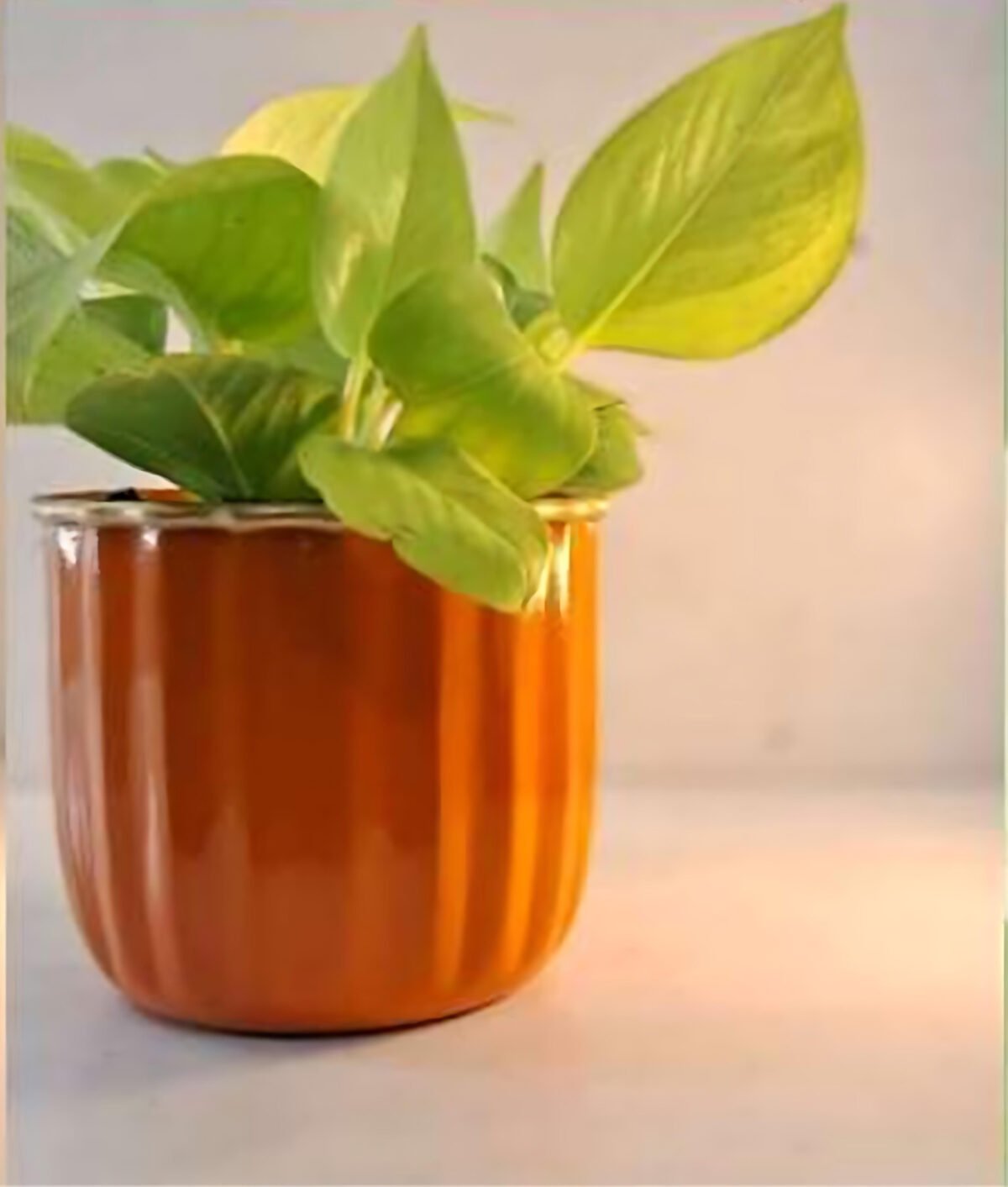 artflora