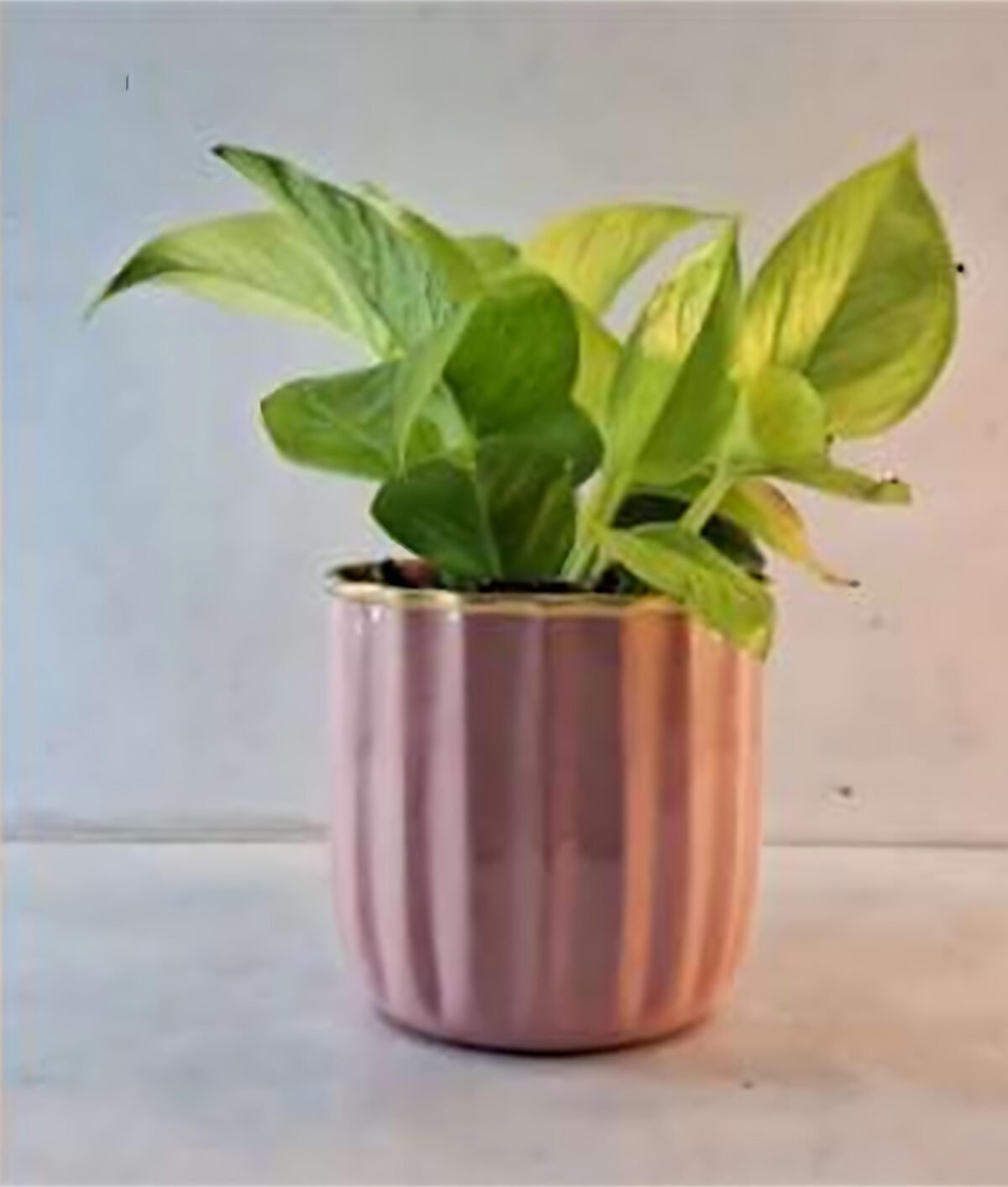 artflora