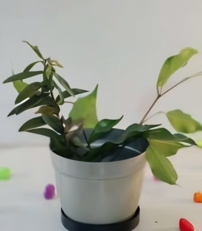 Compact Metal Planter with Circular Base