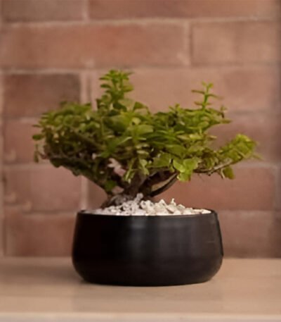 Metal Handi Pot