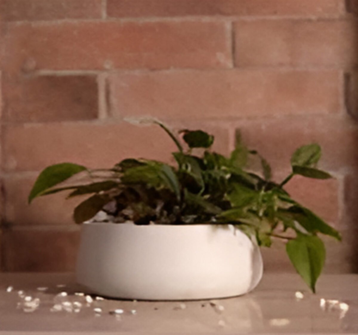 artflora