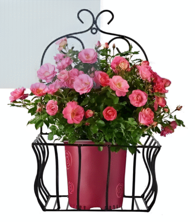 Wall Hanging Plant Basket