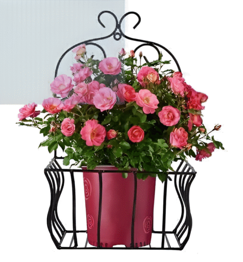 Wall Hanging Plant Basket