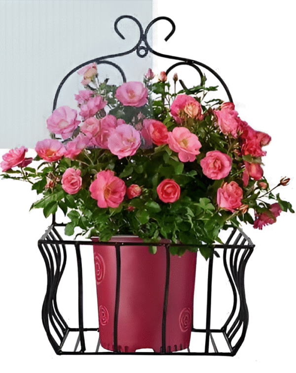 Wall Hanging Plant Basket